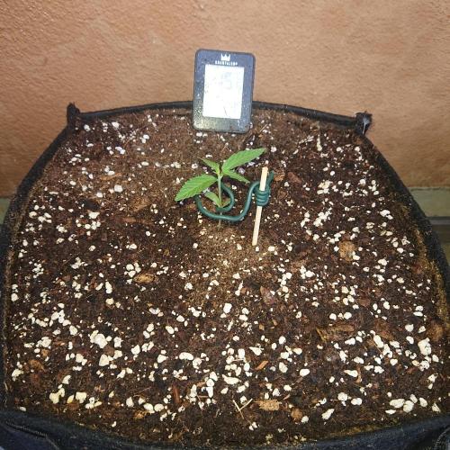 Northern Lights Auto. Week 2