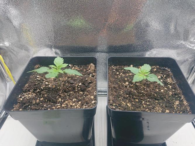 DP60. Week 2