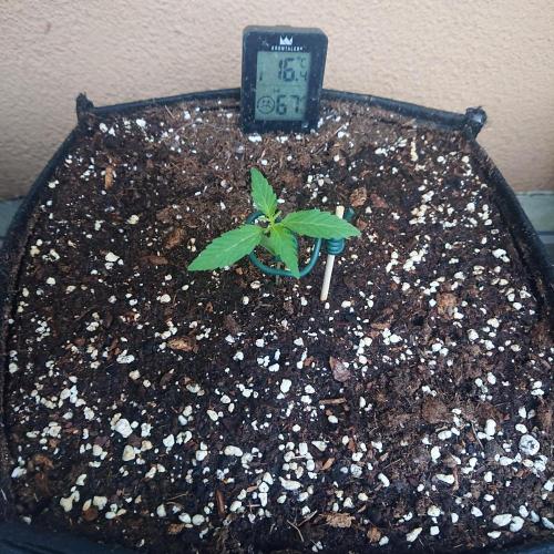 Northern Lights Auto. Week 2