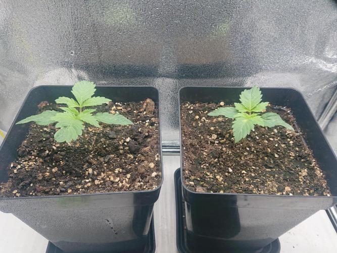 DP60. Week 2
