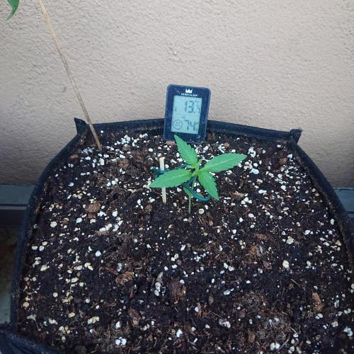 Northern Lights Auto. Week 2