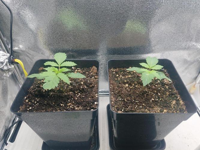 DP60. Week 3