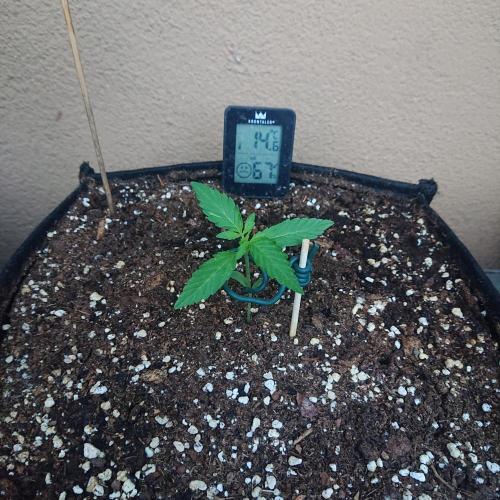 Northern Lights Auto. Week 2