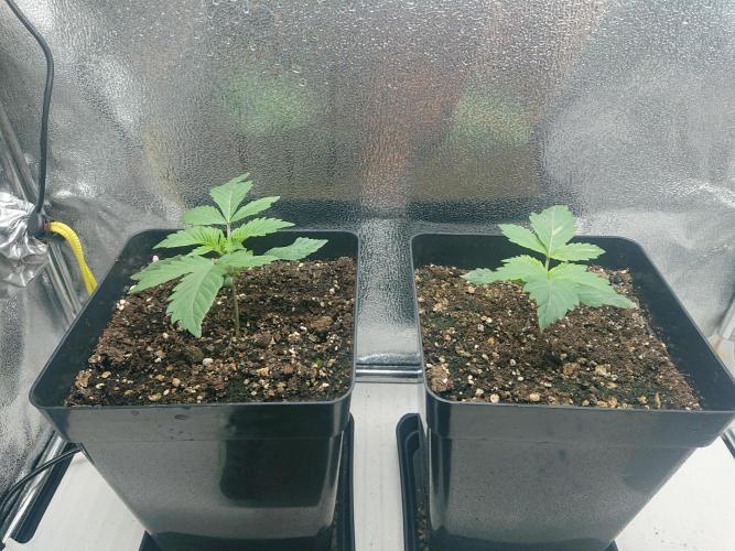 DP60. Week 3