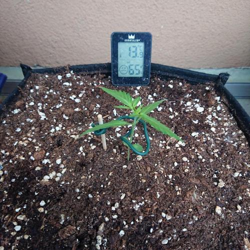 Northern Lights Auto. Week 3