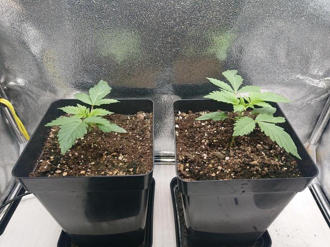 DP60. Week 3