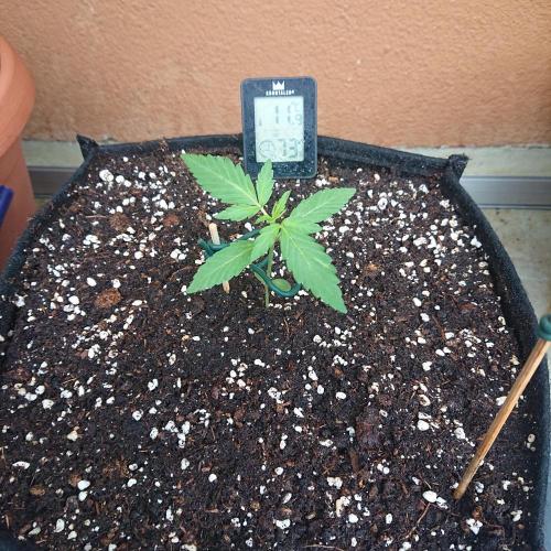 Northern Lights Auto. Week 3