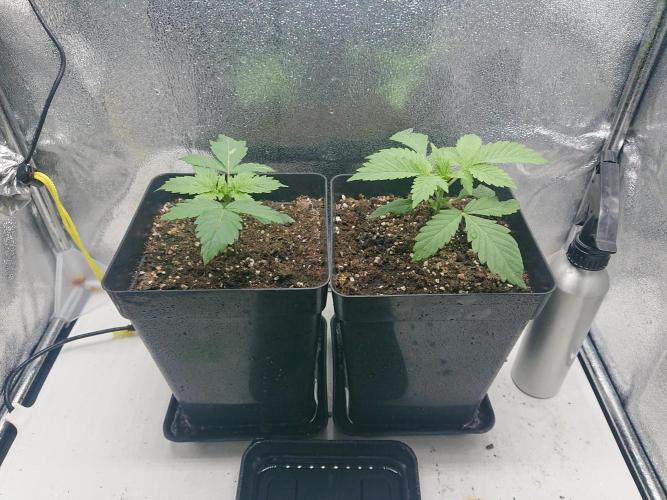 DP60. Week 3