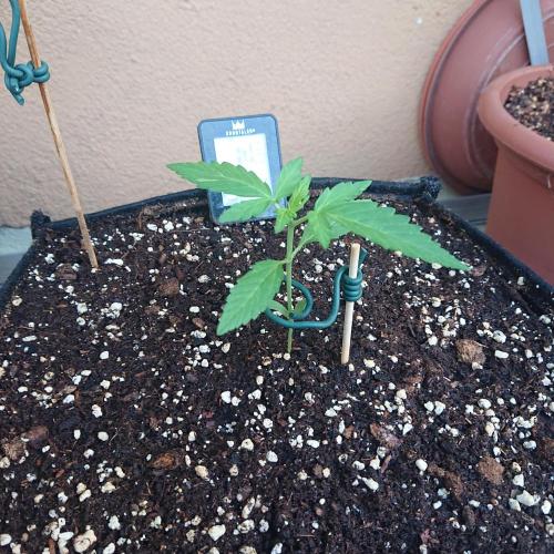 Northern Lights Auto. Week 3