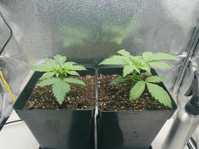 DP60. Week 3