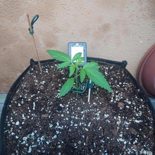Northern Lights Auto. Week 3