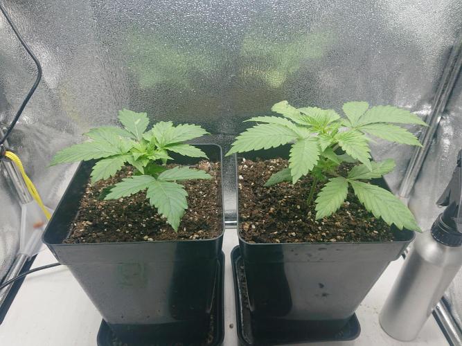 DP60. Week 3