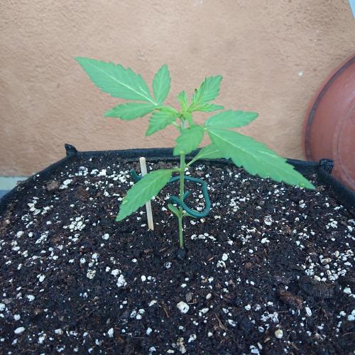 Northern Lights Auto. Week 3