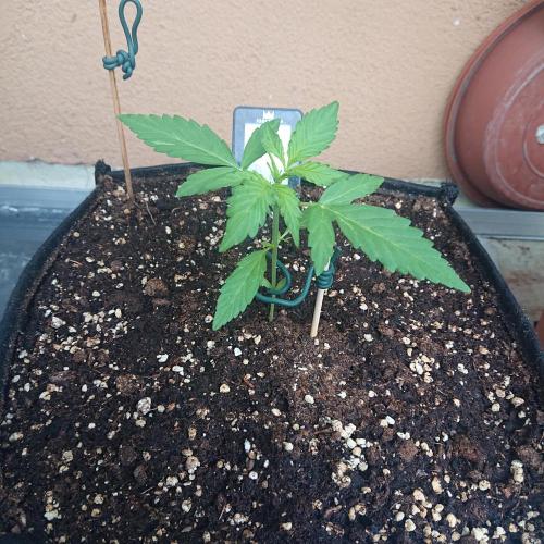Northern Lights Auto. Week 3