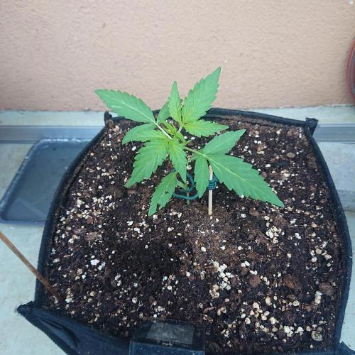 Bud Balkon. Week 3 - 21.Tag - 10.Juni
