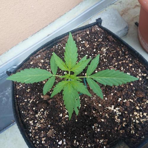 Northern Lights Auto. Week 3