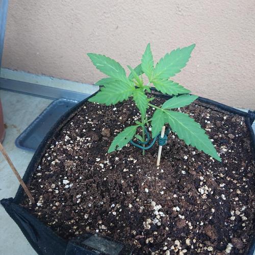 Northern Lights Auto. Week 4