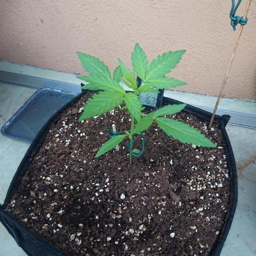 Northern Lights Auto. Week 4