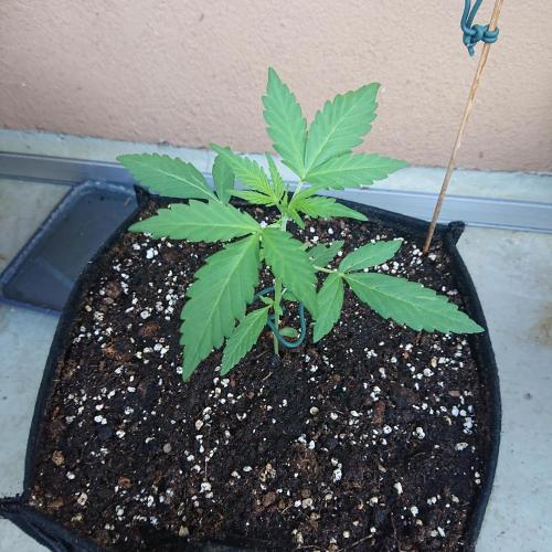 Bud Balkon. Week 4 - 24.Tag - 13.Juni