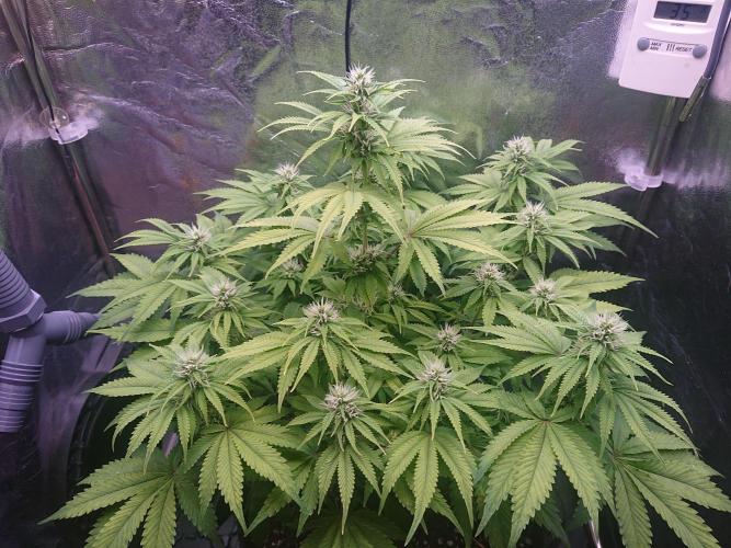 Strawberry Cake Auto. Week 9