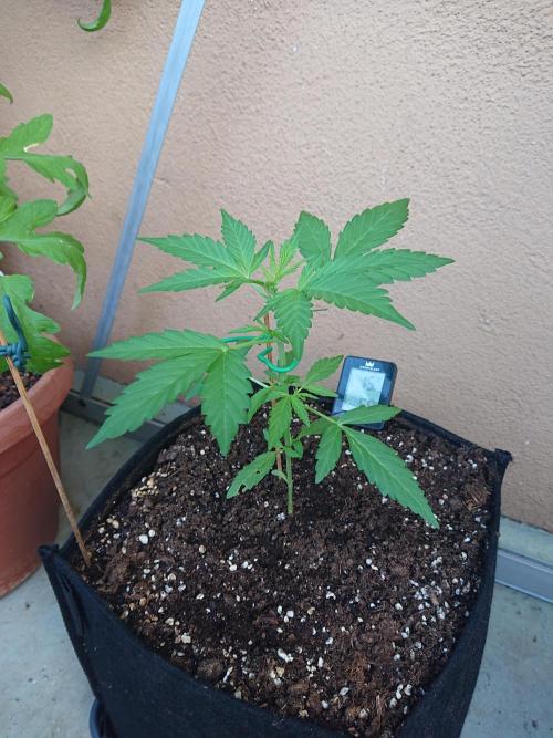 Bud Balkon. Week 4 - 28