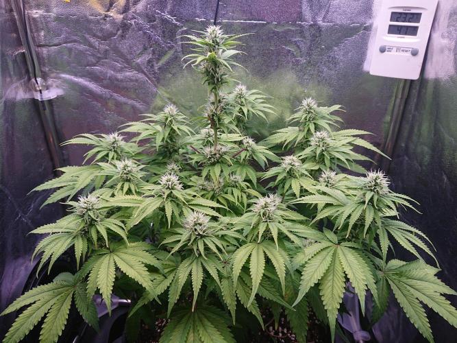 Strawberry Cake Auto. Week 10
