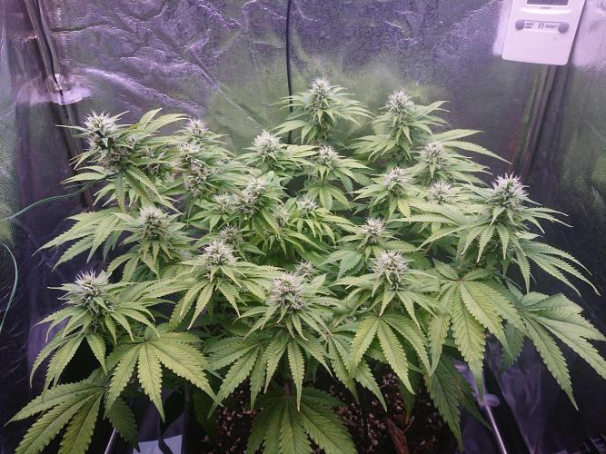 Strawberry Cake Auto. Week 10