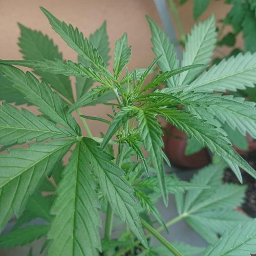 Bud Balkon. Week 5 - 35/2