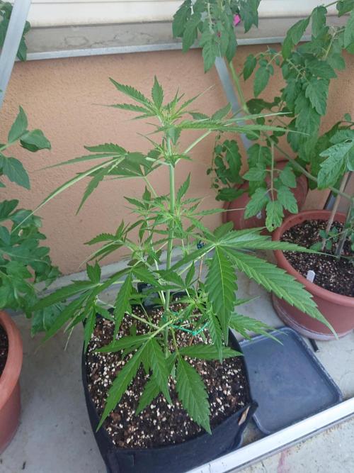 Strawberry Cake Auto. Week 11