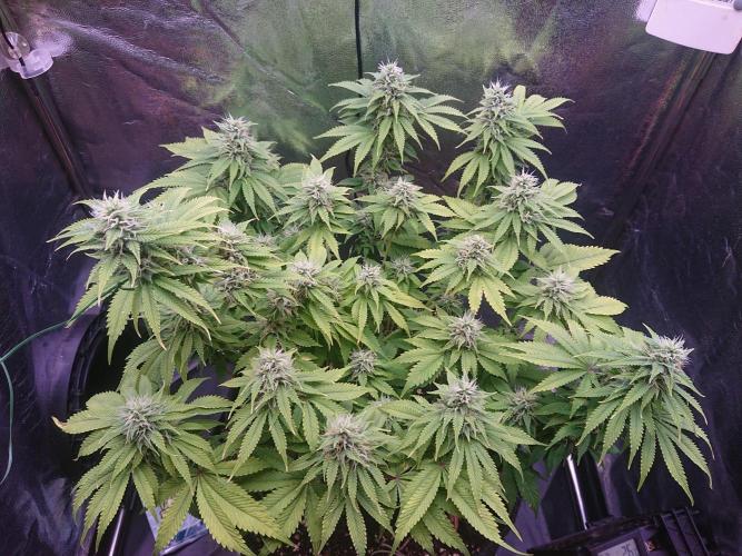 Strawberry Cake Auto. Week 11