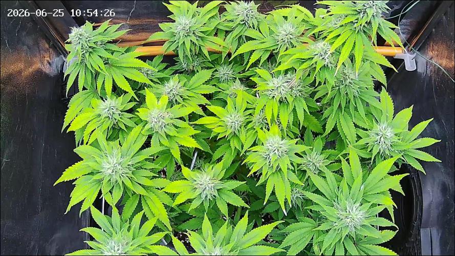 Strawberry Cake Auto. Week 11