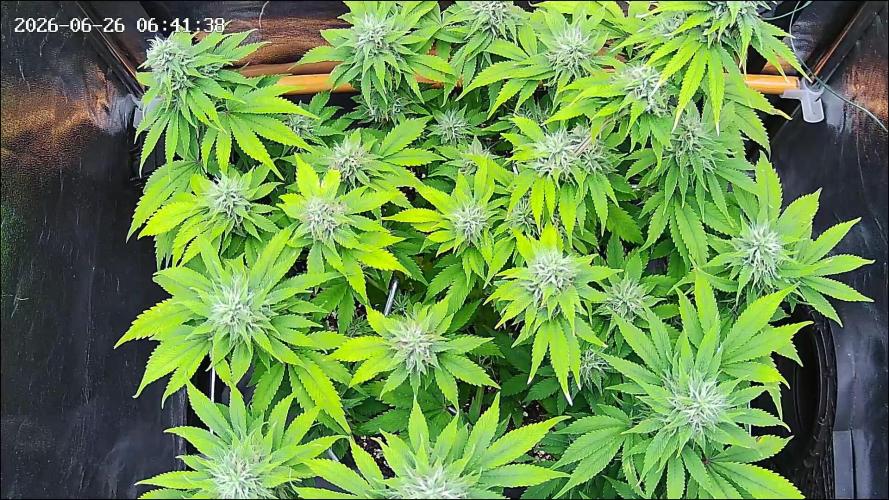 Strawberry Cake Auto. Week 11