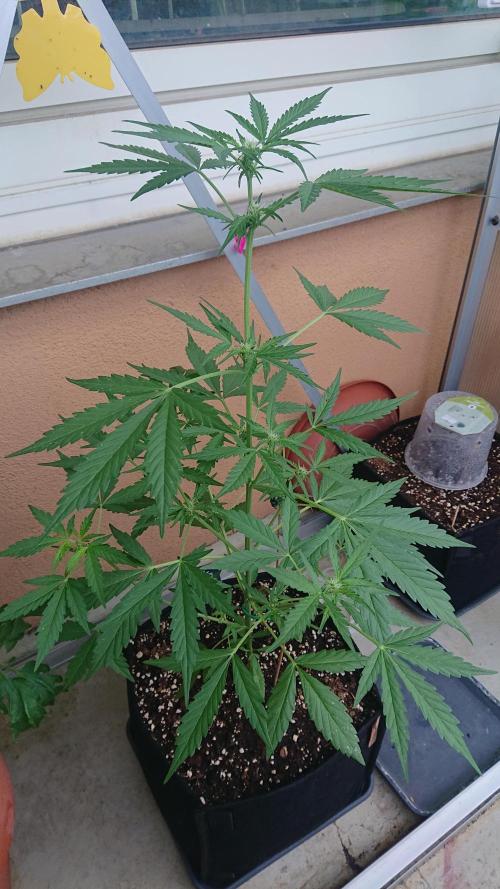 Bud Balkon. Week 6 - 40.Tag - 29.Juni 
