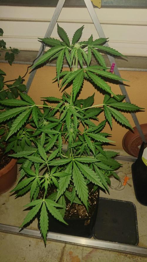Bud Balkon. Week 6 - 🌙 