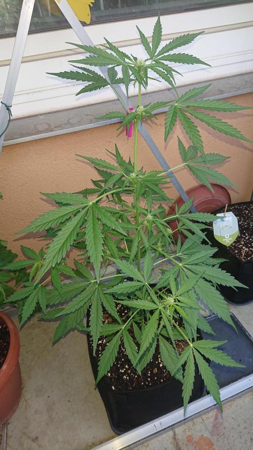 Bud Balkon. Week 6 - 41.Tag - 30.Juni 