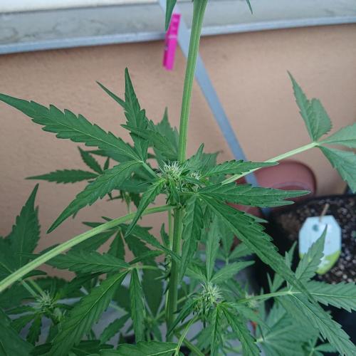 Bud Balkon. Week 6 - 🌸 