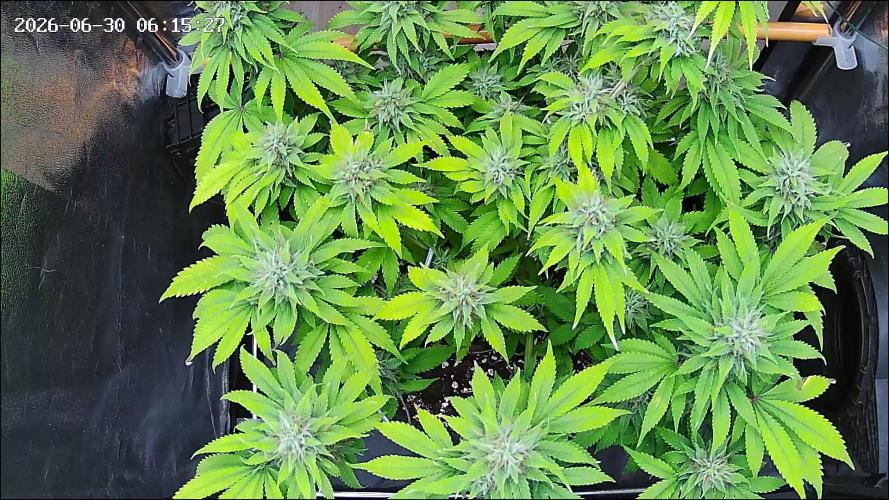 Strawberry Cake Auto. Week 11
