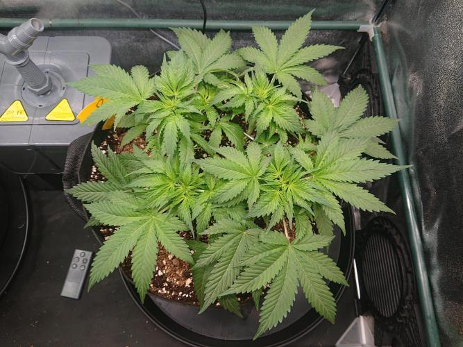 DP60. Week 7