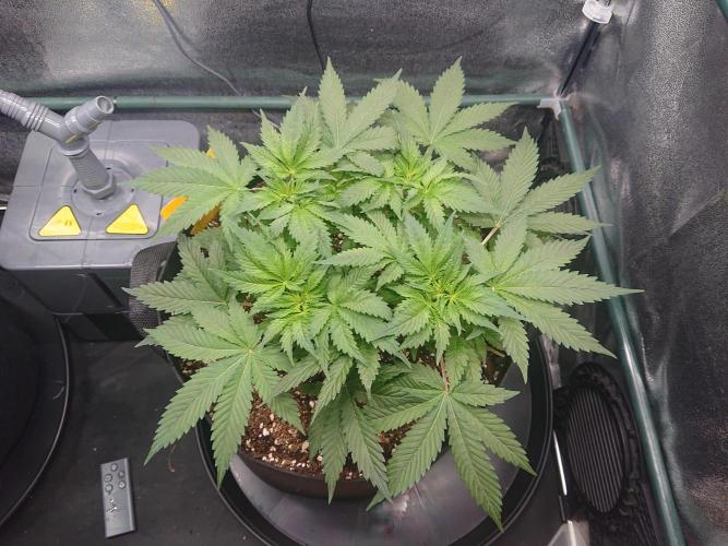 DP60. Week 7