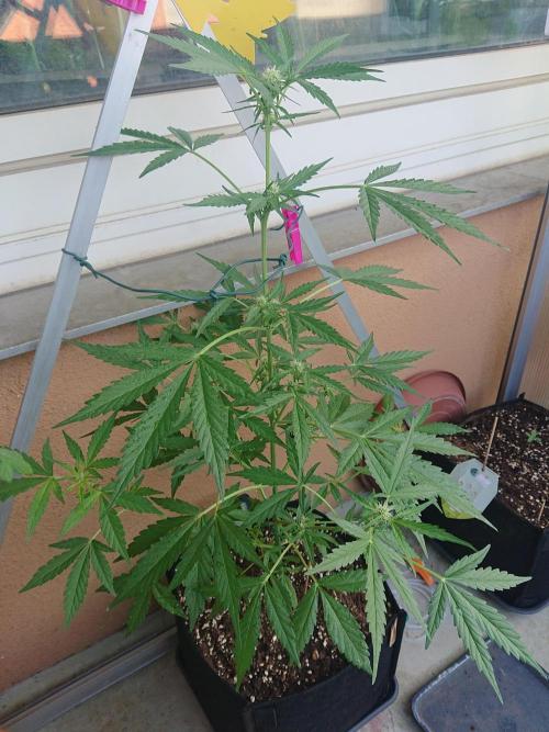 Bud Balkon. Week 7 - 43.Tag - 2.Juli