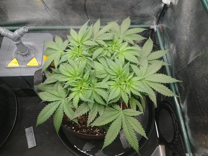 DP60. Week 7