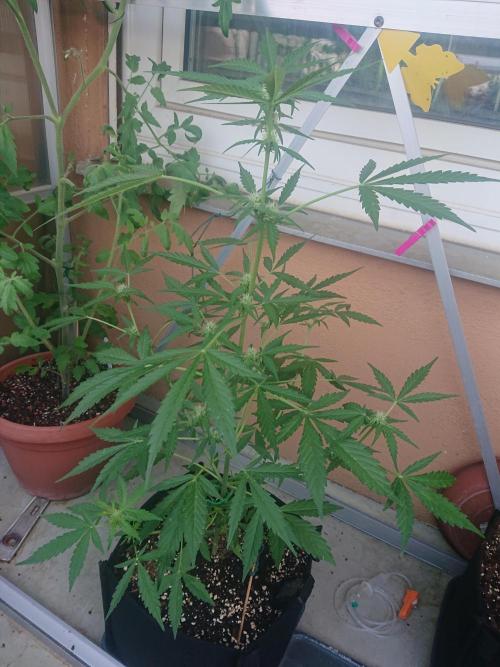 Bud Balkon. Week 7 - 44.Tag - 3.Juli 