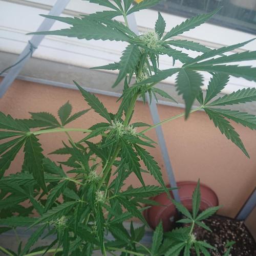 Bud Balkon. Week 7 - 44.Tag - 3.Juli 