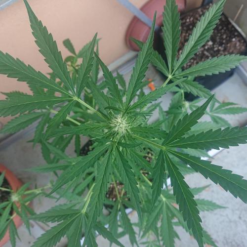 Bud Balkon. Week 7 - 44.Tag - 3.Juli 