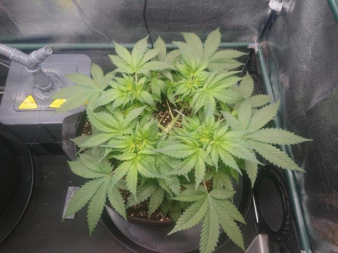 DP60. Week 7