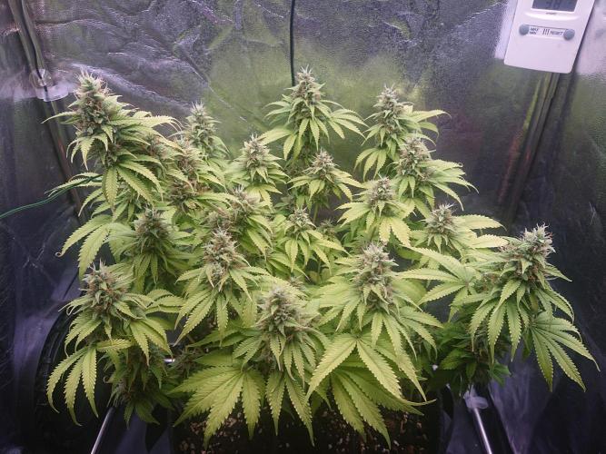 Strawberry Cake Auto. Week 12