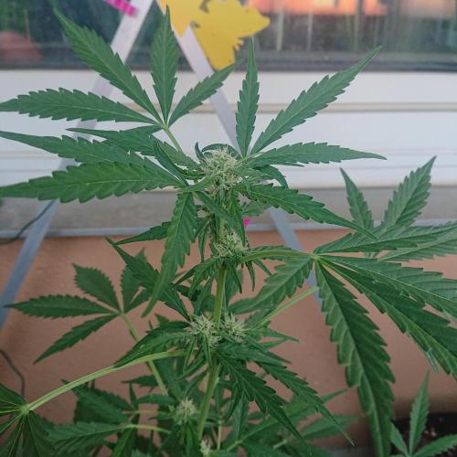 Bud Balkon. Week 7 - 45.Tag - 4.Juli