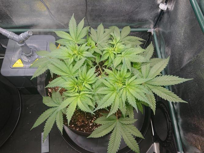 DP60. Week 7