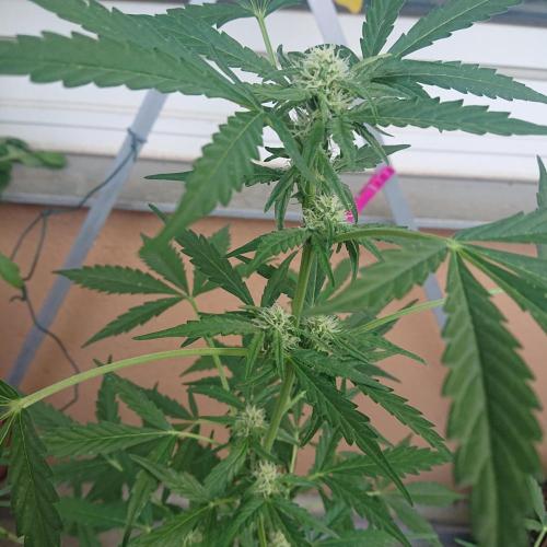 Bud Balkon. Week 7 - 46.Tag - 5.Juli 