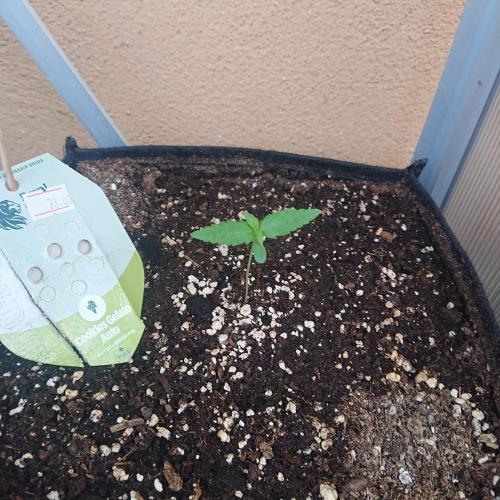Bud Balkon 2/2. Week 1 - 7.Tag - 5.Juli 